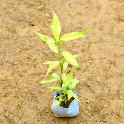 Buy Lucky Bamboo in 4 Inch Nursery Bag Online | Urvann.com