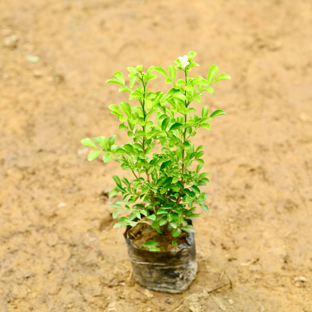 Murraya / Madhu Kamini (~ 1 Ft) in 5 Inch Nursery Bag