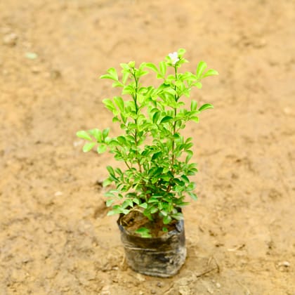 Buy Murraya / Madhu Kamini (~ 1 Ft) in 5 Inch Nursery Bag Online | Urvann.com