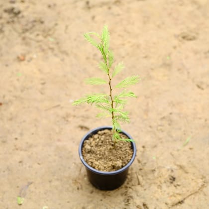 Buy Shami in 6 Inch Nursery Pot Online | Urvann.com