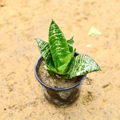 Buy Snake Green Dwarf in 4 Inch Nursery Pot Online | Urvann.com