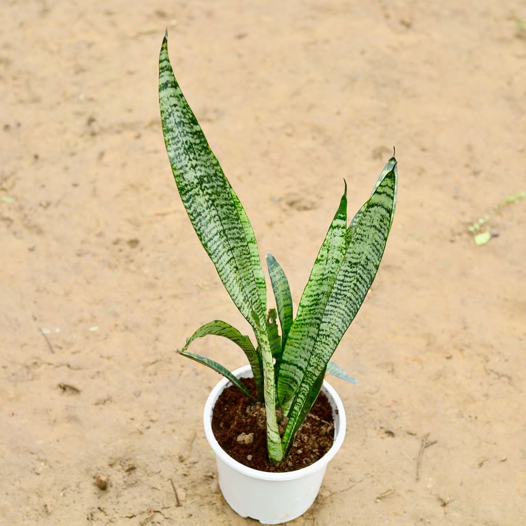 Snake Green in 4 Inch Nursery Pot