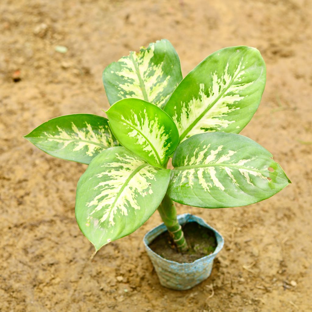 Dieffenbachia Green (~ 1 Ft) in 4 Inch Nursery Bag