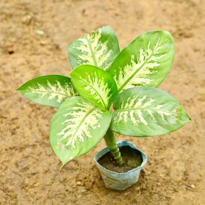 Buy Dieffenbachia Green (~ 1 Ft) in 4 Inch Nursery Bag Online | Urvann.com