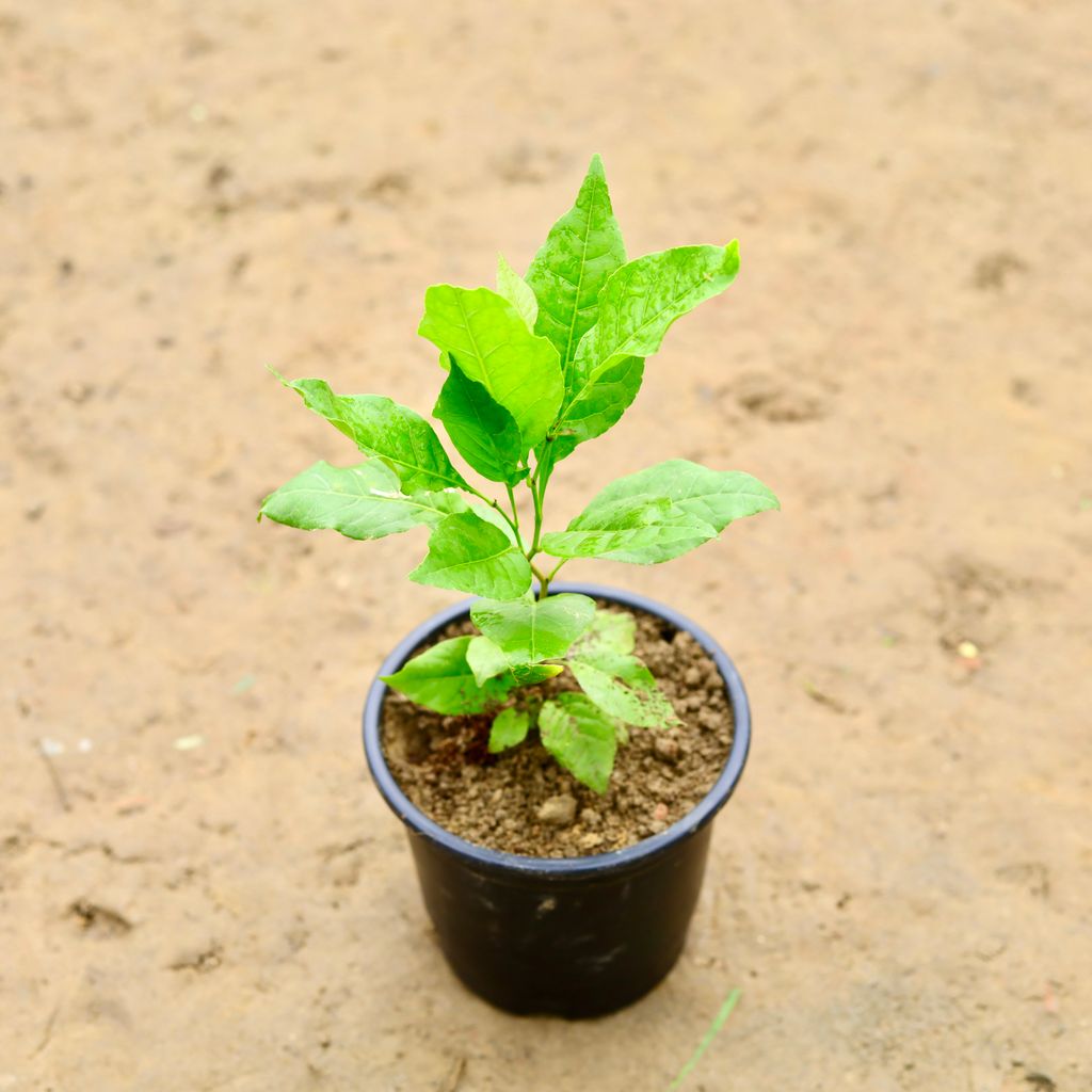 Bel Patra in 6 Inch Nursery Pot