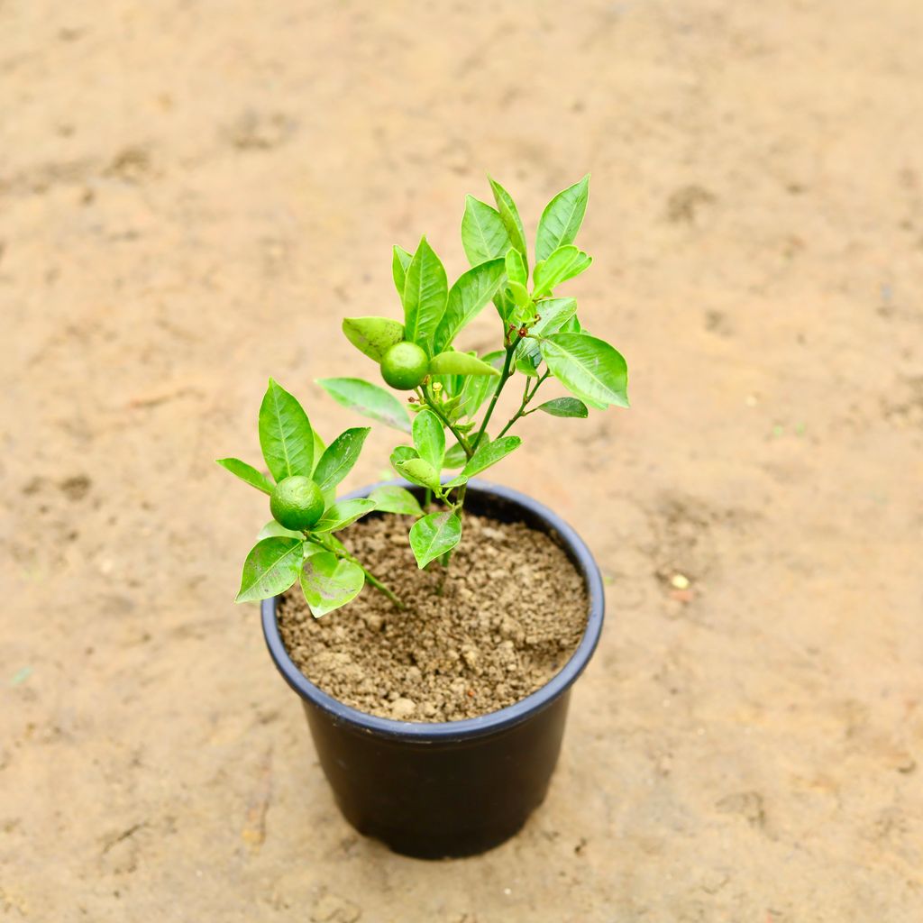 China Orange in 6 Inch Nursery Pot