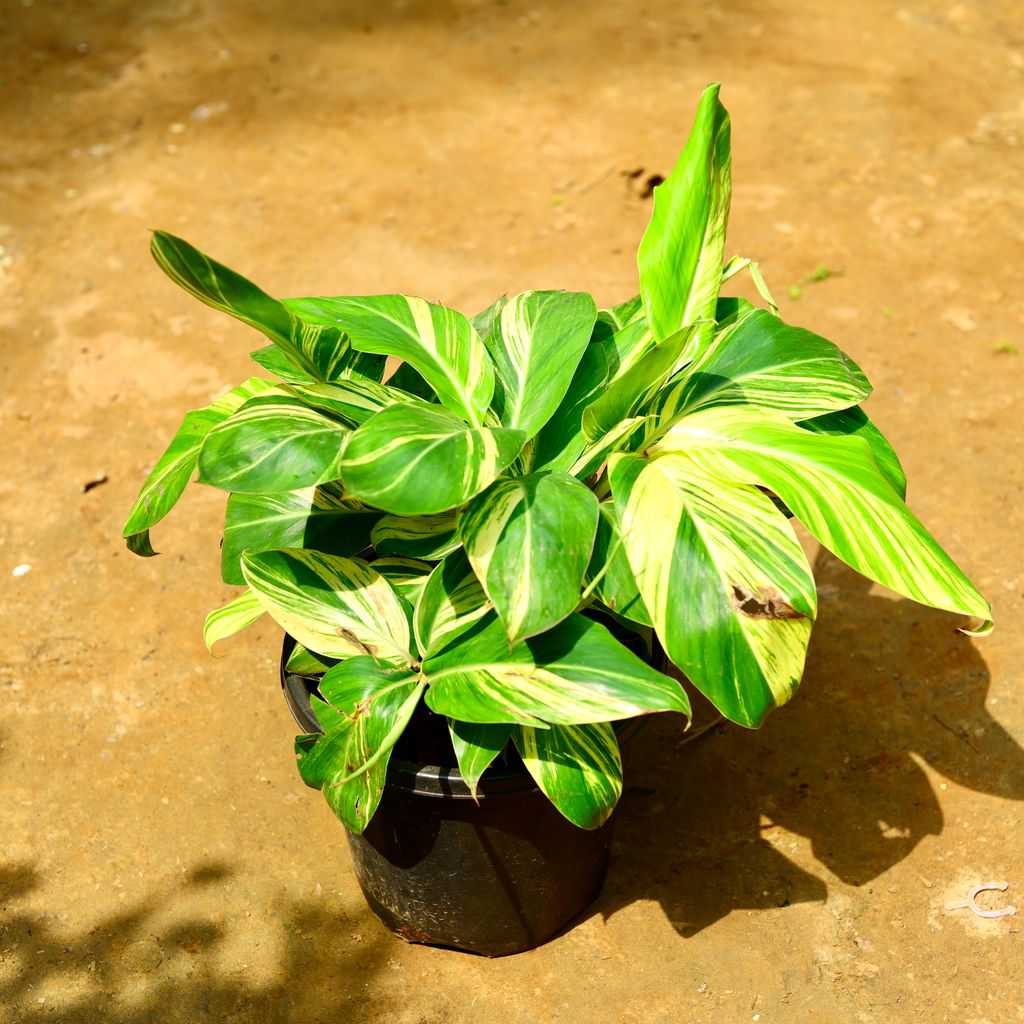 Alpinia in 10 Inch Nursery Pot