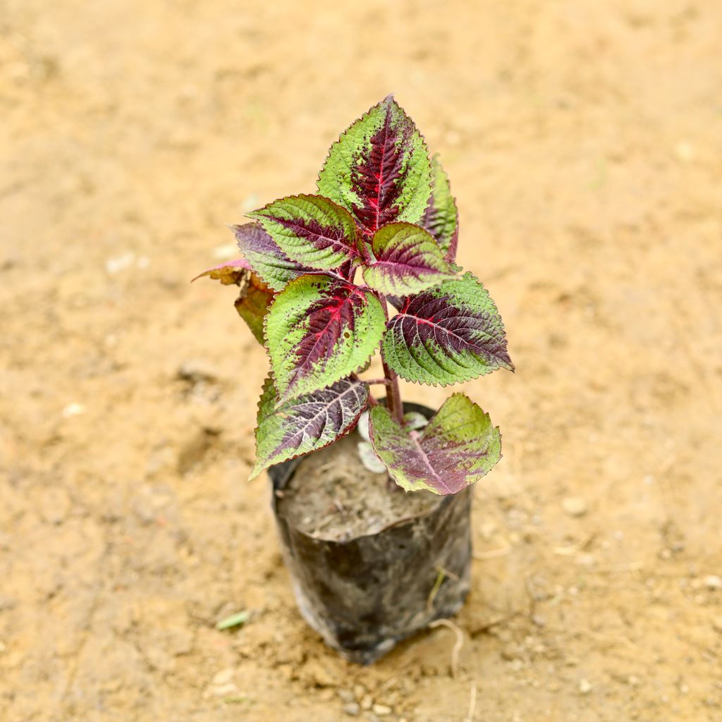 Coleus in 5 Inch Nursery Bag