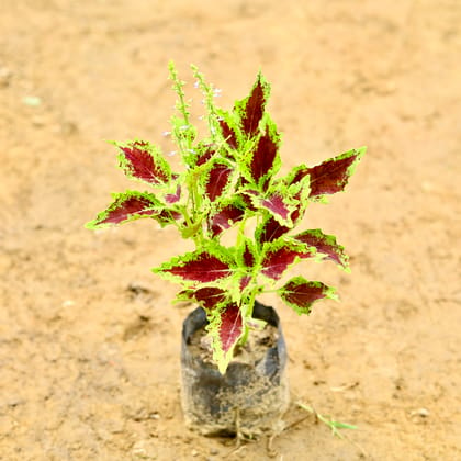 Buy Coleus Green (Any Design) in 5 Inch Nursery Bag Online | Urvann.com