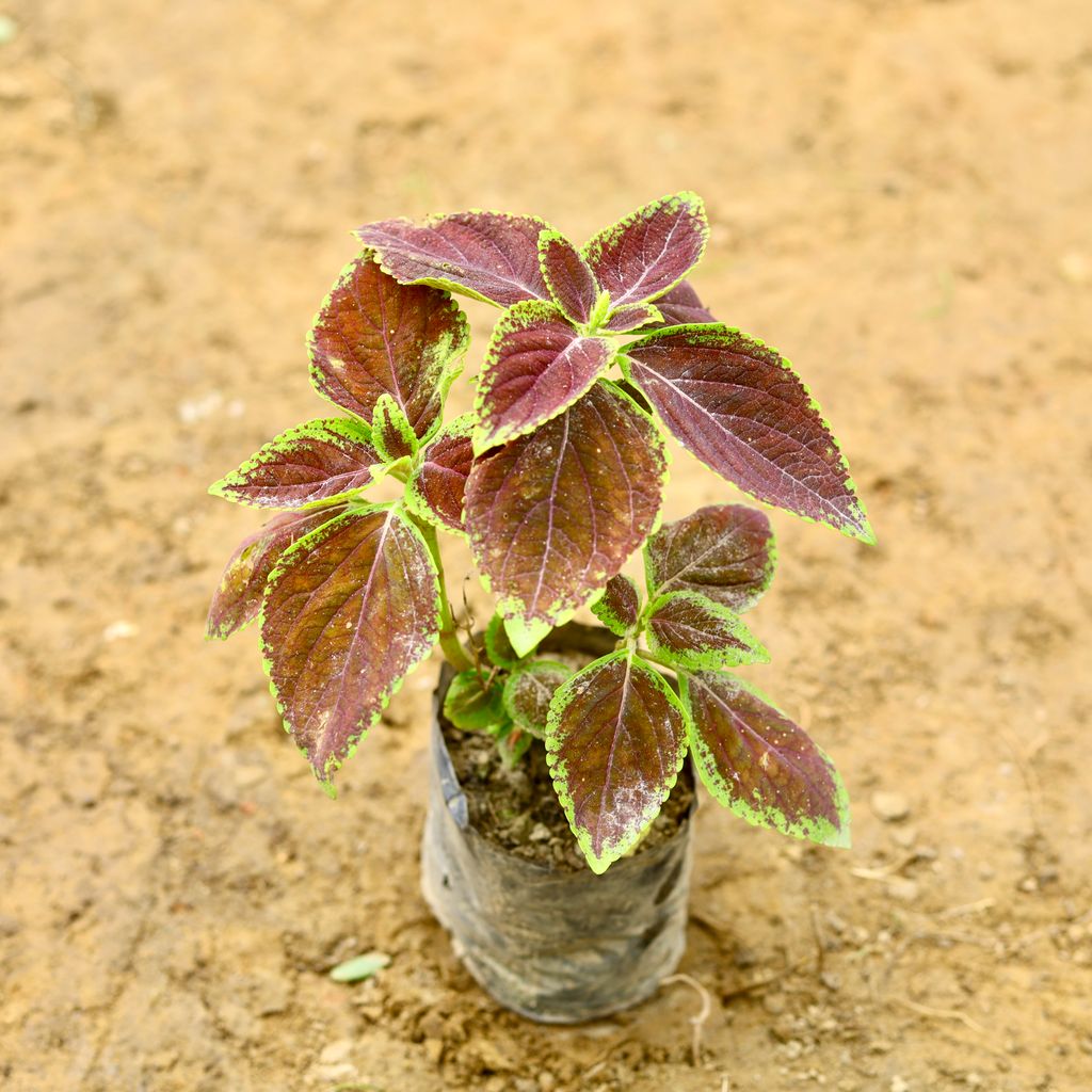 Coleus Red in 5 Inch Nursery Bag