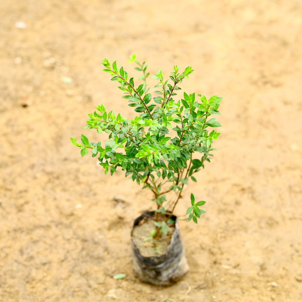 Cuphea / False Heather (Any Colour) in 5 Inch Nursery Bag