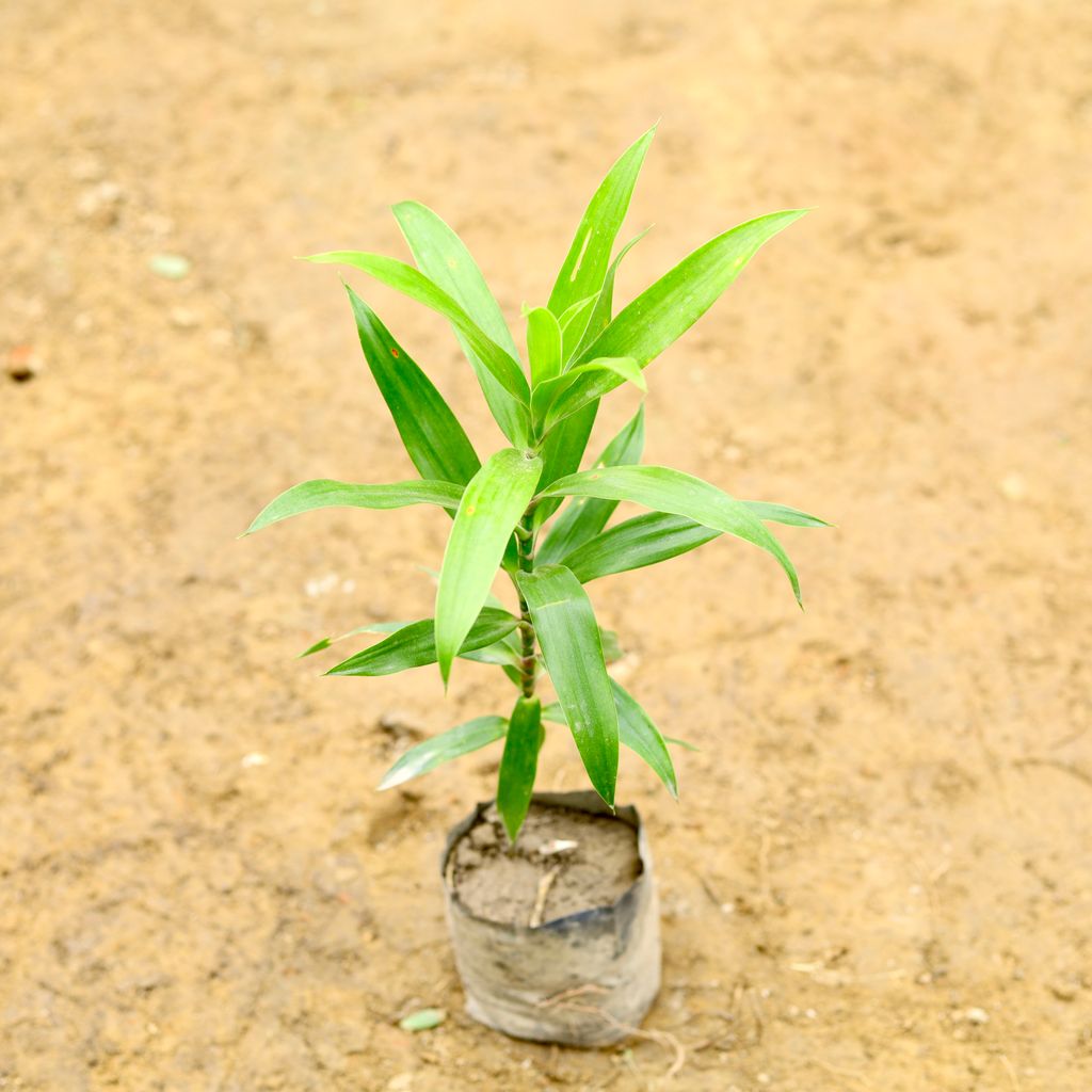 Dracaena Reflexa in 5 Inch Nursery Bag