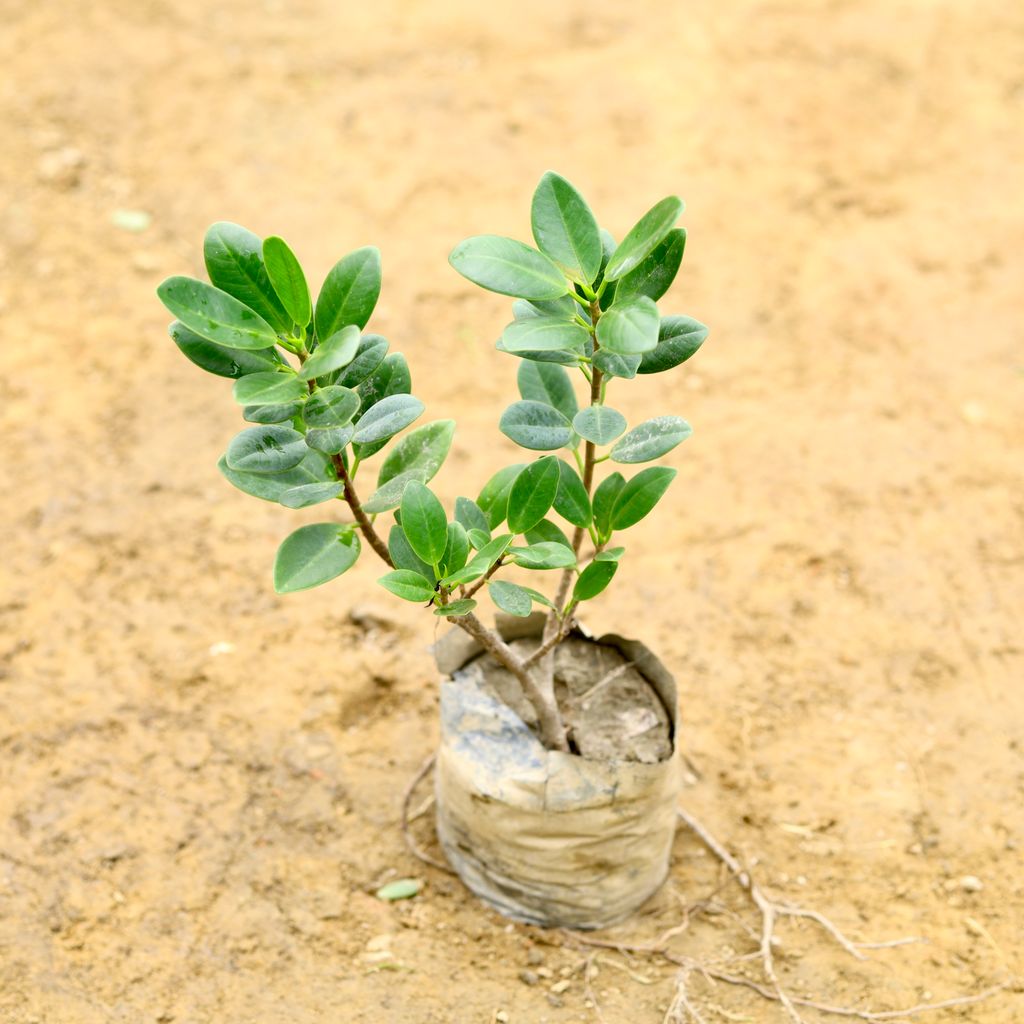 Ficus Long Island in 5 Inch Nursery Bag