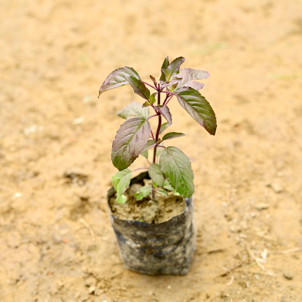 Shyama Tulsi in 5 Inch Nursery Bag