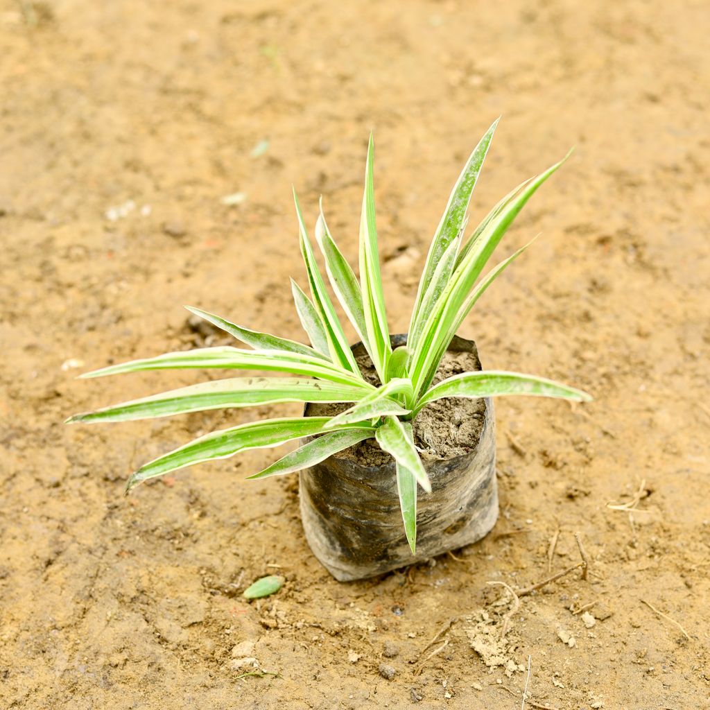 Spider Plant in 5 Inch Nursery Bag