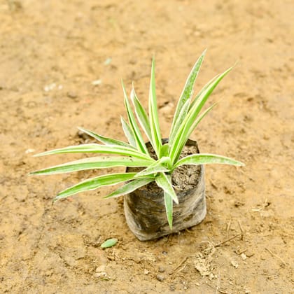 Buy Spider Plant in 5 Inch Nursery Bag Online | Urvann.com