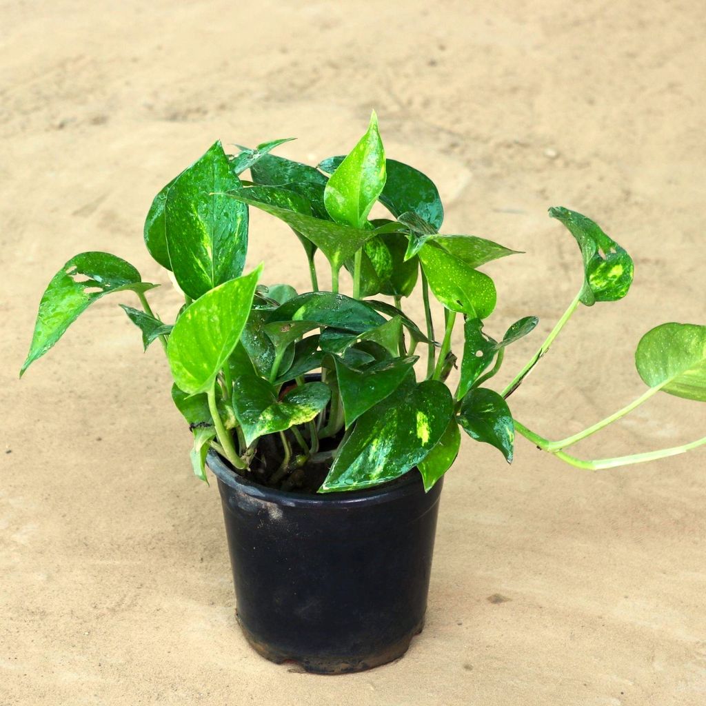 Green Money Plant in 4 Inch Nursery Pot