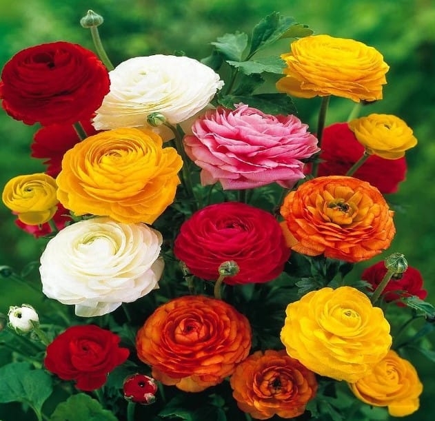 Ranunculus Bulbs - Mixed Colours | Easy to Grow, Vibrant Blooms - Pack of 2