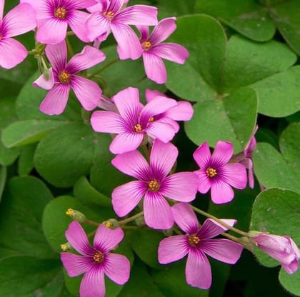 Buy Set of 2 - Oxalis Bulbs Online | Urvann.com