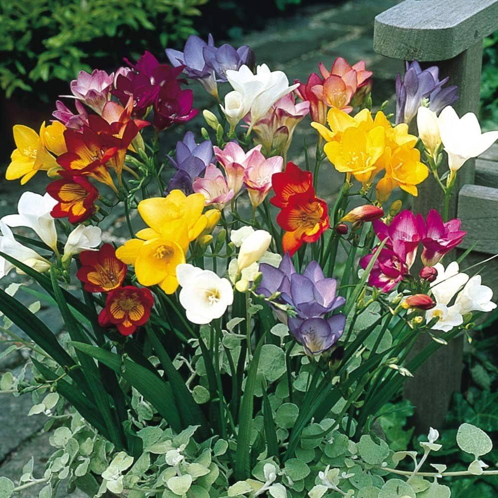 Freesia Bulbs -  Mixed Colors | Fragrant, Easy-to-Grow Blooms - Pack of 2