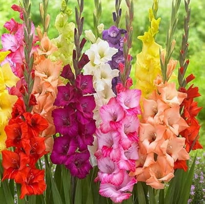 Buy Set of 3 - Gladiolus Mixed Bulbs Online | Urvann.com