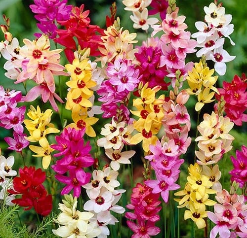 Ixia Bulbs - Mixed Colors | Dazzling, Low-Maintenance Blooms - Pack of 2