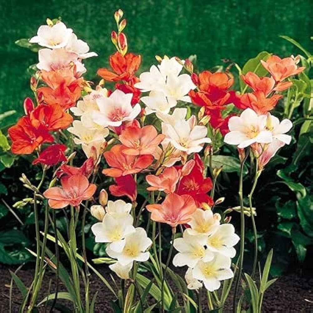 Tithonia Bulbs - Mixed Colours | Bold, Easy-to-Grow Blooms - Pack of 2