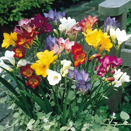 Buy Set of 2 - Freesia Mixed Bulbs Online | Urvann.com