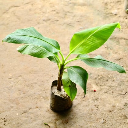 Buy Kela / Banana Plant in 6 Inch Nursery Bag Online | Urvann.com