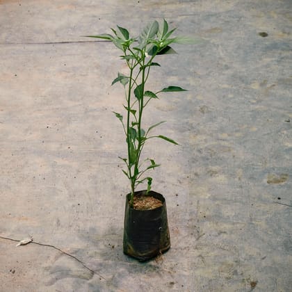 Buy Mirchi / Chilli Plant in 4 Inch Nursery Bag Online | Urvann.com