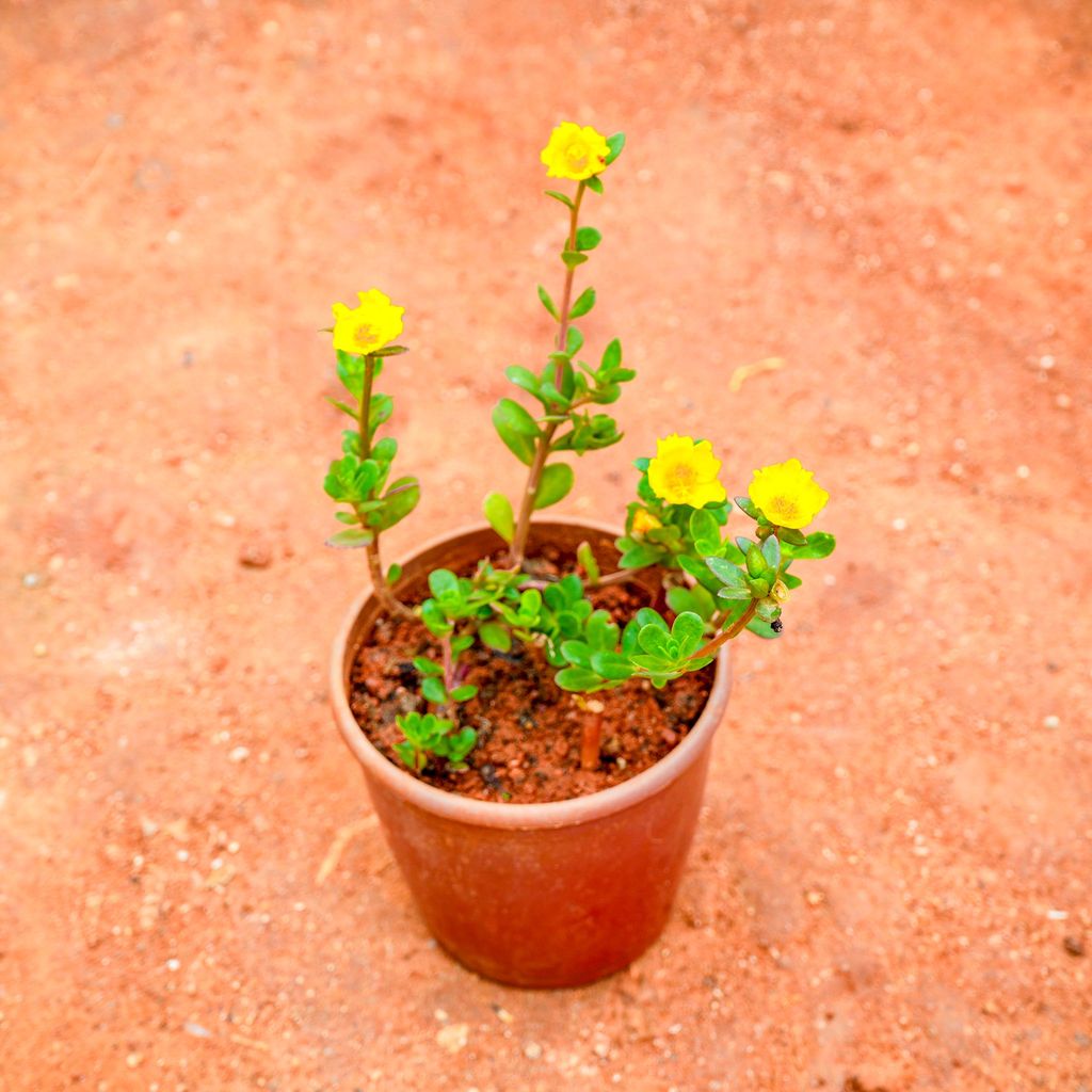 Portulaca Moss Rose Yellow in 4 Inch Nursery Pot