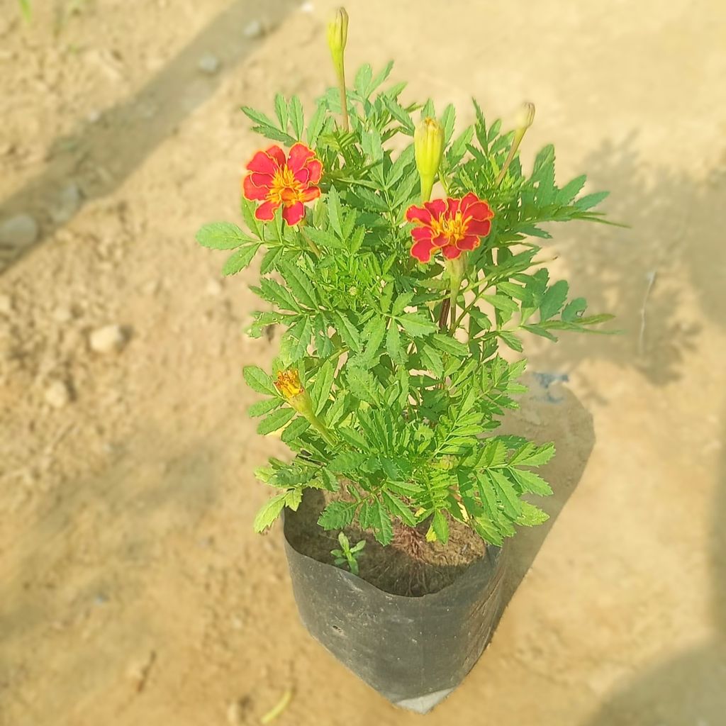 Marigold Jafri Red in 4 Inch Nursery Bag