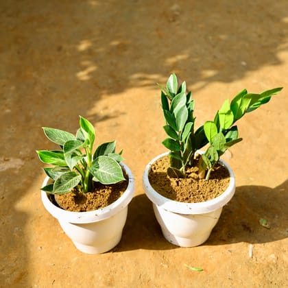 Buy Set of 2 - Philodendron Birkin & Zz Green in 8 Inch Classy White Round Pot Online | Urvann.com