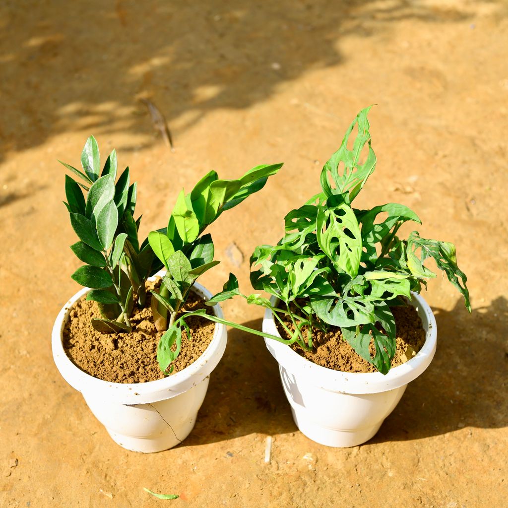 Set of 2 - Zz Green & Monstera Broken Heart in 8 Inch Classy White Round Pot