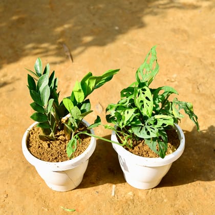 Buy Set of 2 - Zz Green & Monstera Broken Heart in 8 Inch Classy White Round Pot Online | Urvann.com