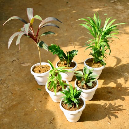 Buy Set of 6 - Areca Palm, Dracaena, Dracaena Compacta, Golden Bamboo, Philodendron Birkin & Zz Green in 8 Inch Classy White Round Pot Online | Urvann.com