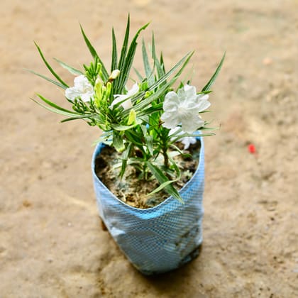 Buy Mexican Petunia / Ruellia White in 6 Inch Nursery Bag Online | Urvann.com