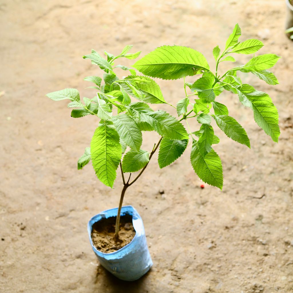 Tecoma Yellow in 7 Inch Nursery Bag