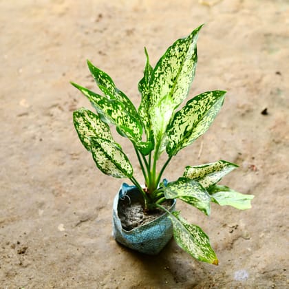 Buy Aglaonema Snow White in 4 Inch Nursery Bag Online | Urvann.com