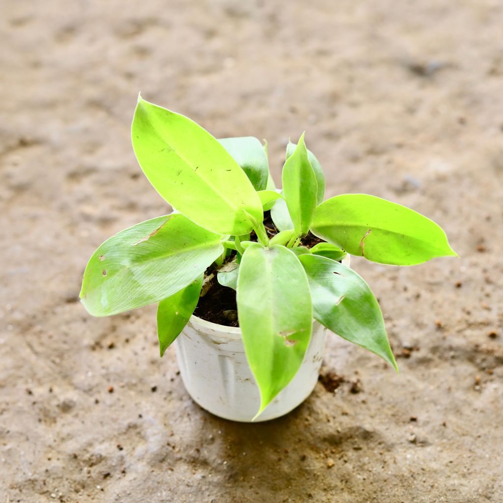 Oxycardium Golden in 4 Inch Nursery Pot