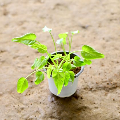 Buy Xanadu Golden in 4 Inch Nursery Pot Online | Urvann.com