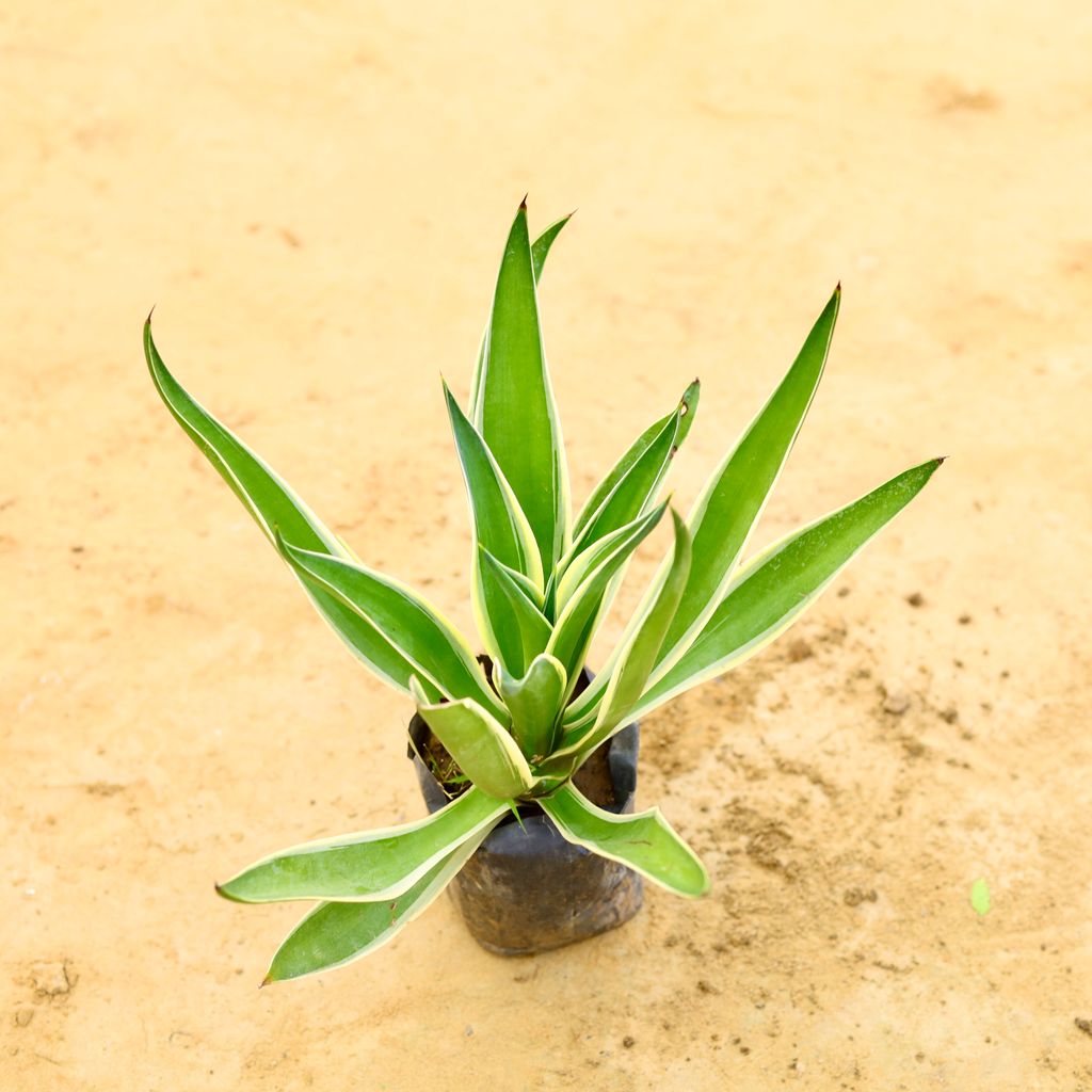 Agave / Kamal Cactus in 5 Inch Nursery Bag