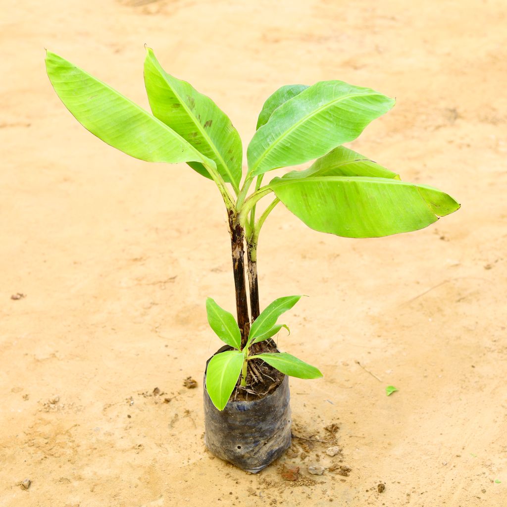 Banana Plant in 6 Inch Nursery Bag