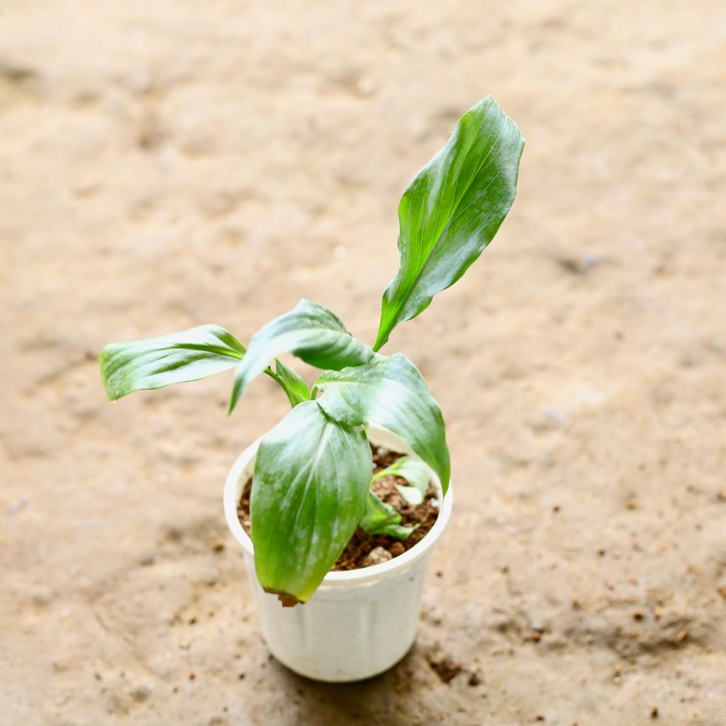 Peace Lily in 4 Inch Nursery Pot