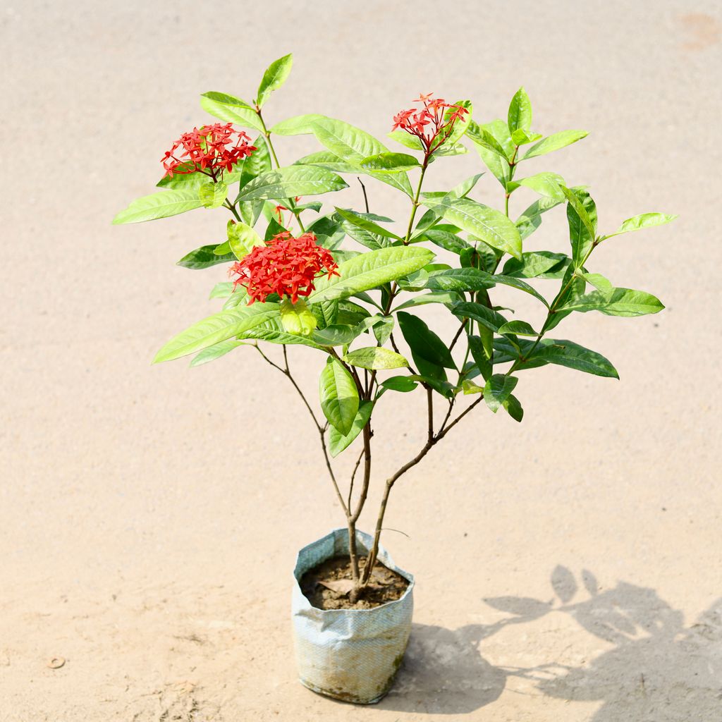 Ixora Red in 7 Inch Nursery Bag