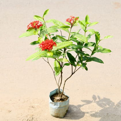 Buy Ixora Red in 7 Inch Nursery Bag Online | Urvann.com