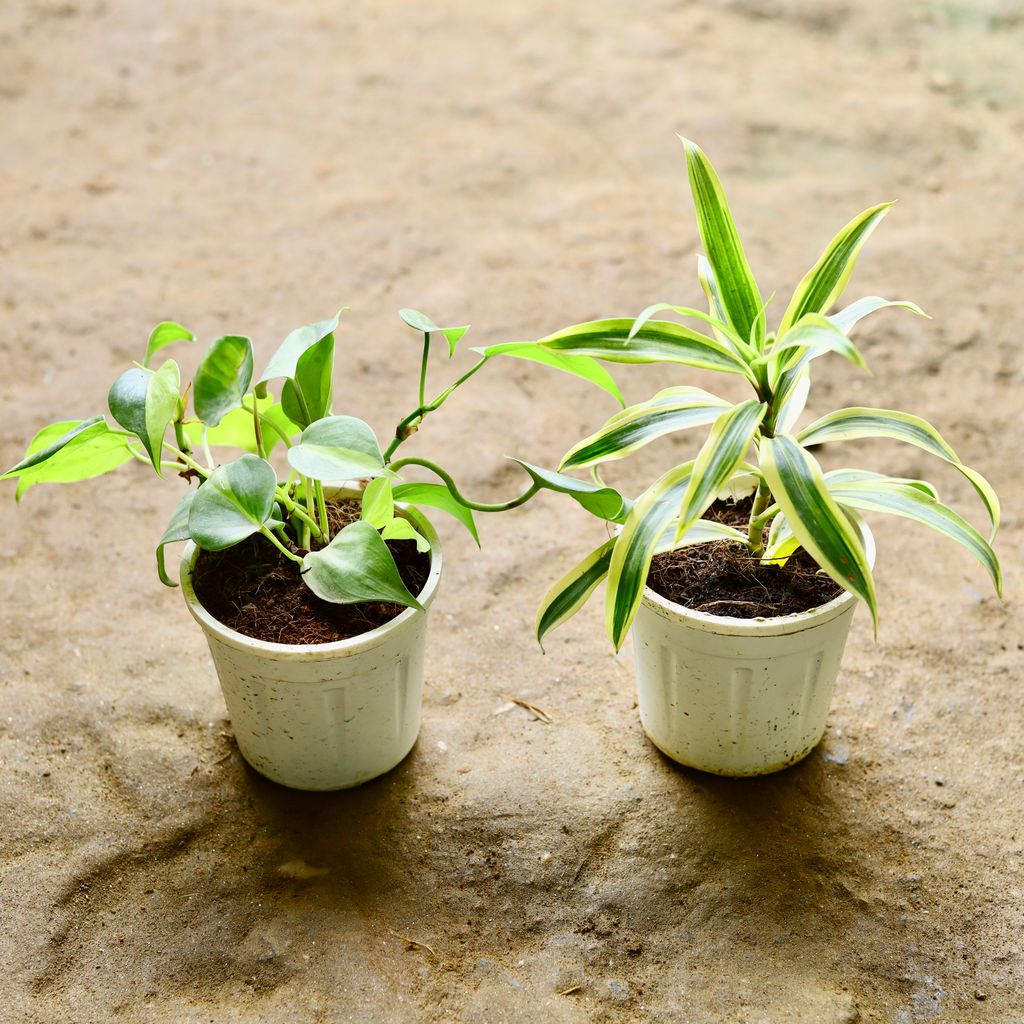 Set of 2 - Money Plant Green & Song of India in 4 Inch Nursery Pot