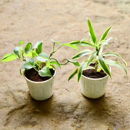 Buy Set of 2 - Money Plant Green & Song of India in 4 Inch Nursery Pot Online | Urvann.com