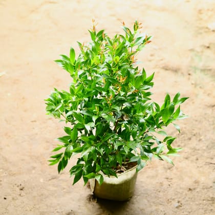 Buy Syzygium / Christina Ficus in 7 Inch Nursery Bag Online | Urvann.com