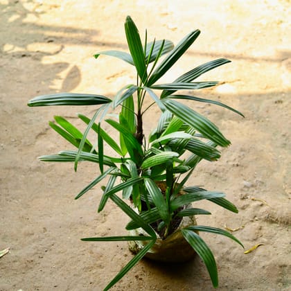 Buy Raphis Palm in 7 Inch Nursery Bag Online | Urvann.com